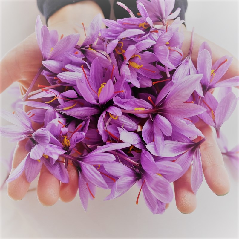 All you need to know about Saffron as a healing spice