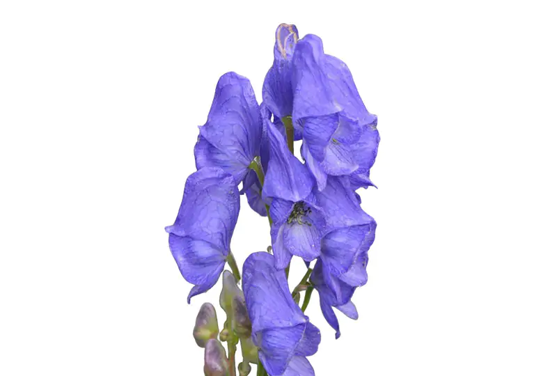Monkshood is mostly used to treat acute conditions, such as inflammation & fever