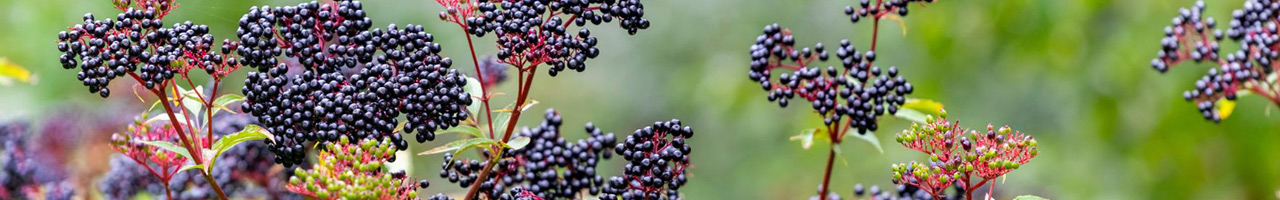Acerola Fruits - Origin And Types