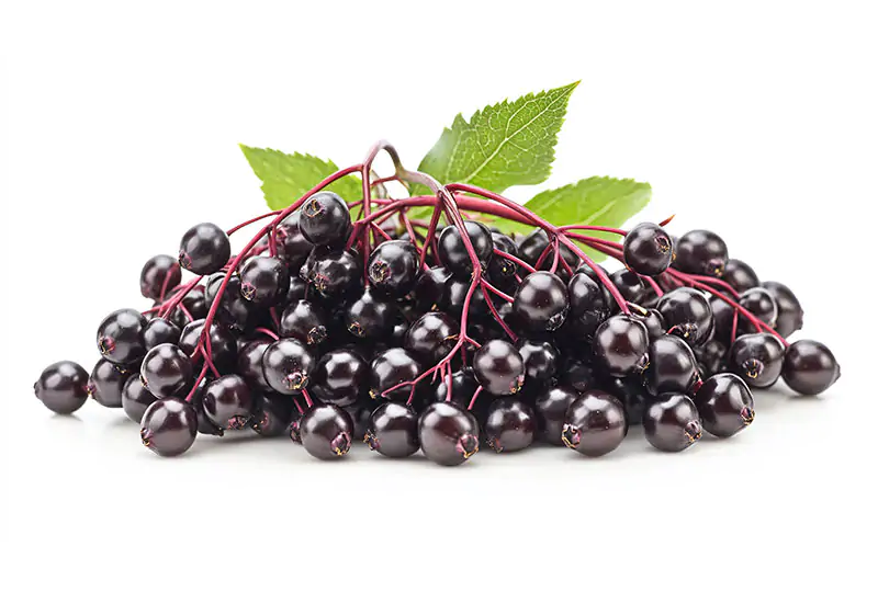 Black Elderberry - Rich in vitamin C, antioxidants, and fiber