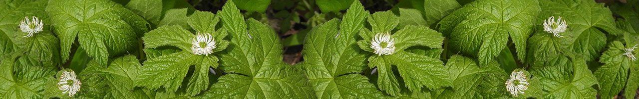 Acerola Fruits - Origin And Types