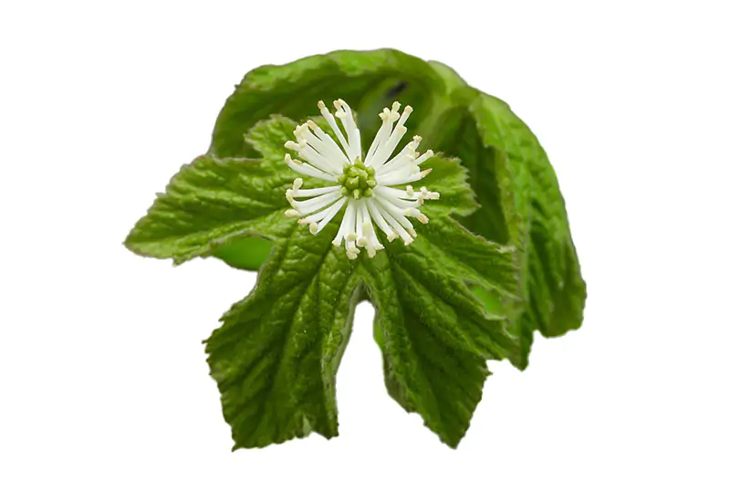  Hydrastis canadensis (Goldenseal) also known as goldenseal, is a perennial herb.